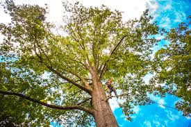  Edgewood, IN Tree Removal Pros